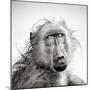 Baboon in Rain (Artistic Processing)-Johan Swanepoel-Mounted Photographic Print