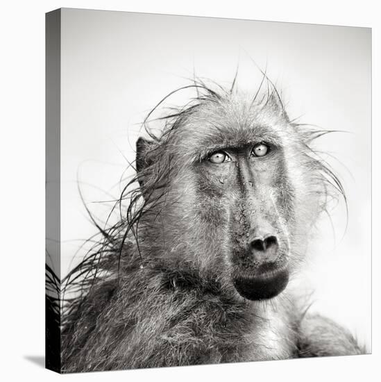 Baboon in Rain (Artistic Processing)-Johan Swanepoel-Stretched Canvas