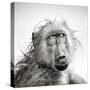 Baboon in Rain (Artistic Processing)-Johan Swanepoel-Stretched Canvas