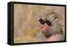 Baboon in Sunglasses-DLILLC-Framed Stretched Canvas