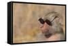 Baboon in Sunglasses-DLILLC-Framed Stretched Canvas