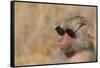 Baboon in Sunglasses-DLILLC-Framed Stretched Canvas