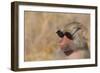 Baboon in Sunglasses-DLILLC-Framed Photographic Print