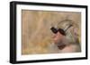Baboon in Sunglasses-DLILLC-Framed Photographic Print