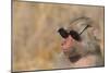 Baboon in Sunglasses-DLILLC-Mounted Photographic Print