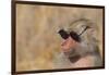 Baboon in Sunglasses-DLILLC-Framed Photographic Print