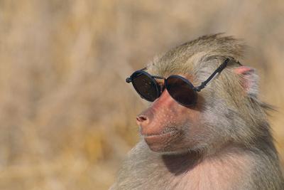 Rks sunglasses 2025