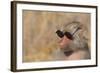 Baboon in Sunglasses-DLILLC-Framed Photographic Print