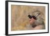 Baboon in Sunglasses-DLILLC-Framed Photographic Print