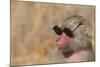 Baboon in Sunglasses-DLILLC-Mounted Photographic Print