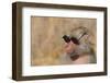 Baboon in Sunglasses-DLILLC-Framed Photographic Print