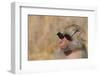 Baboon in Sunglasses-DLILLC-Framed Photographic Print