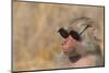 Baboon in Sunglasses-DLILLC-Mounted Photographic Print