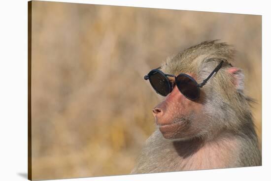 Baboon in Sunglasses-DLILLC-Stretched Canvas