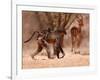 Baboon mother, 2019,-Eric Meyer-Framed Photographic Print