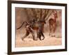 Baboon mother, 2019,-Eric Meyer-Framed Photographic Print