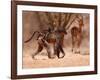 Baboon mother, 2019,-Eric Meyer-Framed Photographic Print