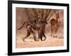 Baboon mother, 2019,-Eric Meyer-Framed Photographic Print