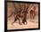 Baboon mother, 2019,-Eric Meyer-Framed Photographic Print