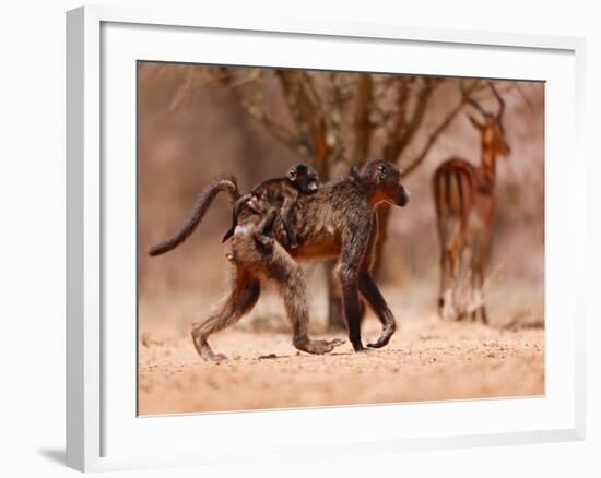 Baboon mother, 2019,-Eric Meyer-Framed Photographic Print