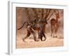Baboon mother, 2019,-Eric Meyer-Framed Photographic Print