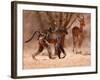 Baboon mother, 2019,-Eric Meyer-Framed Photographic Print