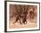 Baboon mother, 2019,-Eric Meyer-Framed Photographic Print