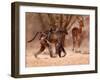 Baboon mother, 2019,-Eric Meyer-Framed Photographic Print