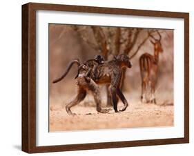 Baboon mother, 2019,-Eric Meyer-Framed Photographic Print