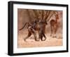 Baboon mother, 2019,-Eric Meyer-Framed Photographic Print