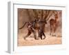 Baboon mother, 2019,-Eric Meyer-Framed Photographic Print