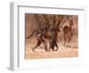 Baboon mother, 2019,-Eric Meyer-Framed Photographic Print