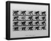 Baboon Movement by Eadweard Muybridge-null-Framed Poster