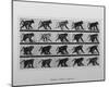 Baboon Movement by Eadweard Muybridge-null-Mounted Poster