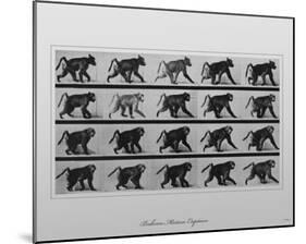 Baboon Movement by Eadweard Muybridge-null-Mounted Poster