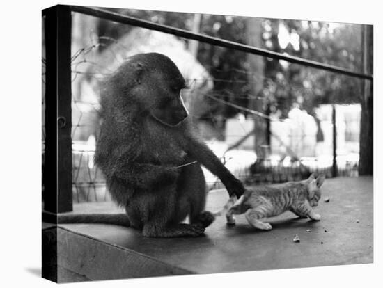 Baboon Pulls a Kitten's Tail-null-Stretched Canvas