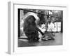 Baboon Pulls a Kitten's Tail-null-Framed Photographic Print