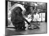 Baboon Pulls a Kitten's Tail-null-Mounted Photographic Print