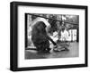 Baboon Pulls a Kitten's Tail-null-Framed Photographic Print