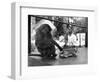 Baboon Pulls a Kitten's Tail-null-Framed Photographic Print