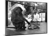 Baboon Pulls a Kitten's Tail-null-Mounted Photographic Print