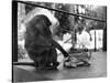 Baboon Pulls a Kitten's Tail-null-Stretched Canvas