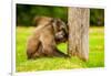 Baboon Resting, Johannesburg, South Africa, Africa-Laura Grier-Framed Photographic Print