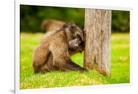 Baboon Resting, Johannesburg, South Africa, Africa-Laura Grier-Framed Photographic Print