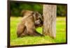 Baboon Resting, Johannesburg, South Africa, Africa-Laura Grier-Framed Photographic Print