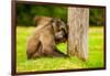 Baboon Resting, Johannesburg, South Africa, Africa-Laura Grier-Framed Photographic Print