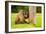 Baboon Resting, Johannesburg, South Africa, Africa-Laura Grier-Framed Photographic Print