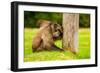 Baboon Resting, Johannesburg, South Africa, Africa-Laura Grier-Framed Photographic Print