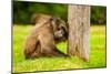 Baboon Resting, Johannesburg, South Africa, Africa-Laura Grier-Mounted Photographic Print