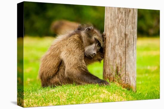 Baboon Resting, Johannesburg, South Africa, Africa-Laura Grier-Stretched Canvas